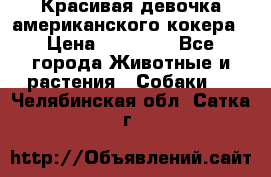 Красивая девочка американского кокера › Цена ­ 35 000 - Все города Животные и растения » Собаки   . Челябинская обл.,Сатка г.